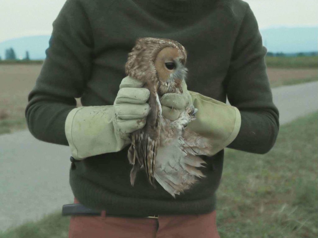Maya Kosa L'ile aux oiseaux chouette